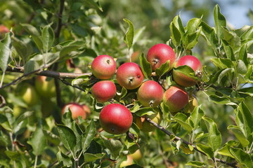 Rote Reife Äpfel, Apfelbaum