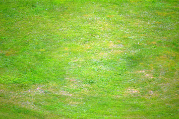 зеленый газон с травой