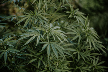 Dark green closeup of a medical and recreational cannabis plant.