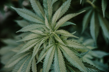 Fototapeta na wymiar Dark green closeup of a medical and recreational cannabis plant.