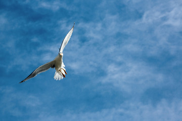 Seagull flying above sea