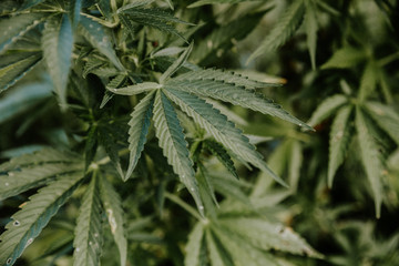 Dark green closeup of a medical and recreational cannabis plant.