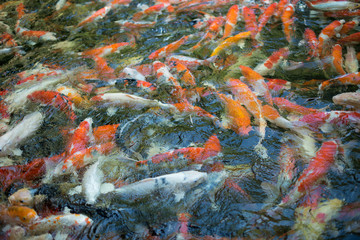Obraz na płótnie Canvas Colorful koi fish in a pond