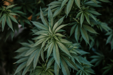 Dark green closeup of a medical and recreational cannabis plant.