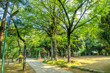 天然記念物　氷川神社のイチョウ