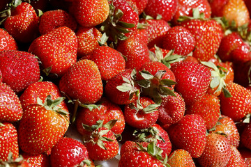 Freshly harvested ripe strawberries