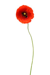 Beautiful wild red poppy isolated on a white background. Flower. Flat lay, top view