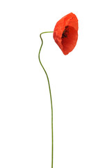 Beautiful wild red poppy isolated on a white background. Flower. Flat lay, top view