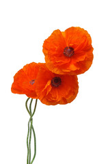 Flowers poppies isolated on a white background. Flat lay, top view