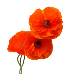Flowers poppies isolated on a white background. Flat lay, top view