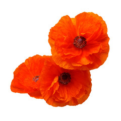 Obraz premium Flowers poppies isolated on a white background. Flat lay, top view
