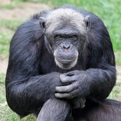 Chimpanzee close-up portrait