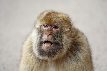 Barbary macaque