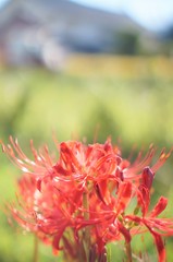 彼岸花