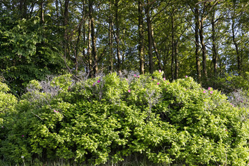 Lush bush of wild rosehip grows on the dune