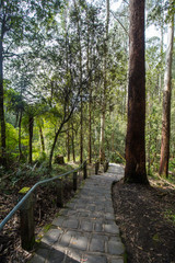 Fototapeta premium Erskine Falls
