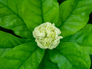 Fototapeta premium Close up of jasmine flower.