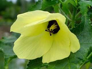 Abelmoschus moschatus Medik