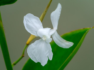 Close up of White flower
