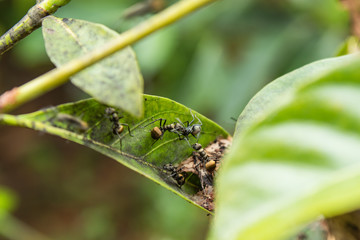 Black ant on a leaf in the garden