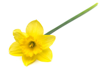 Fototapeta na wymiar Yellow daffodil flower isolated on white background. Flat lay, top view