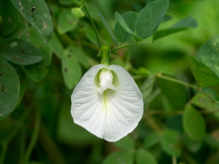 White Pea or Butterfly Pea.