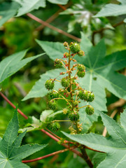 Close up of Ricinus communis.