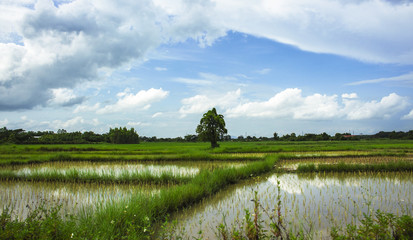 rice field landscape nature countryside