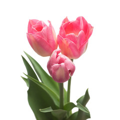 Bouquet pink tulips flowers isolated on white background. Still life, wedding. Flat lay, top view