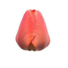 One red tulip flower isolated on white background. Still life, wedding. Flat lay, top view