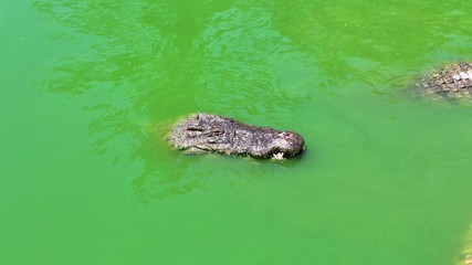 auf futter lauernd nilkrokodil im wasser