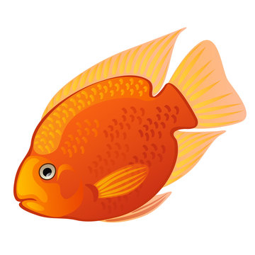 Tropical cartoon fish orange Midas cichlid or Amphilophus citrinellus isolated on white background. Vector illustration.