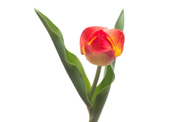 One yellow-red tulip flower isolated on white background. Still life, wedding. Flat lay, top view