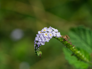 Indian Heliotrope flower