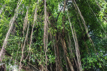 Fototapeta premium vine roots tree plant nature background