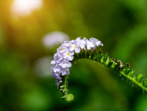 Indian Heliotrope flower