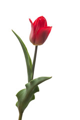 One red tulip flower isolated on white background. Still life, wedding. Flat lay, top view