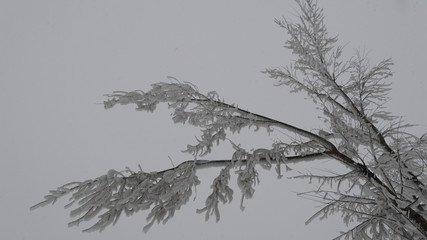 Fototapeta premium Natura pod śniegiem