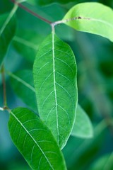 The bright green leaf on the tree branch and a close view.