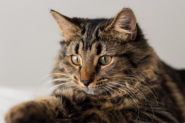 Long Hair British Tabby Cat Kitten