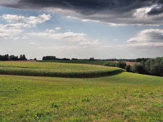 Landschaft mit Maisfeld