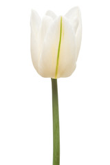 One white tulip flower isolated on white background. Still life, wedding. Flat lay, top view