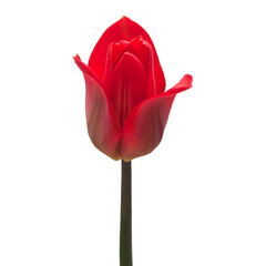 Red tulip flower isolated on white background. Still life, wedding. Flat lay, top view