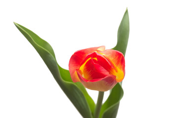 One yellow-red tulip flower isolated on white background. Still life, wedding. Flat lay, top view