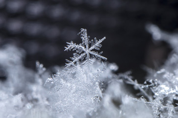 natural snowflakes on snow