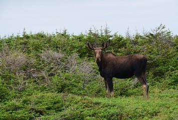 moose with small rack standing in a grass area in a forest clearing, Newfoundland Canada