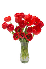Bouquet red flowers tulips in a vase isolated on white background. Botanical, concept, flora, idea. Macro, nature