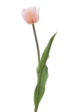 One pink tulip flower isolated on white background. Still life, wedding. Flat lay, top view