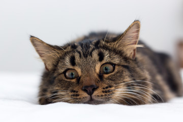 Wide Eyed Playful Tabby Cat Kitten