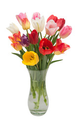 Bouquet flowers tulips in a vase isolated on white background. Botanical, concept, flora, idea. Macro, nature